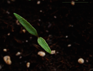 Comment planter et cultiver un arbuste de baies de goji ?